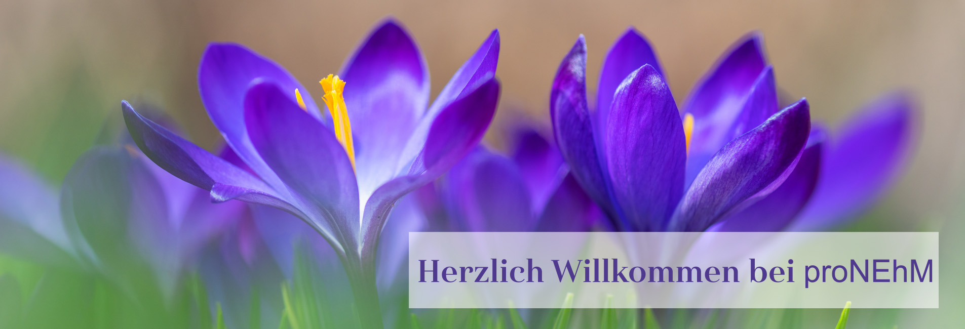 Herzlich Willkommen 2 - Krokusse
